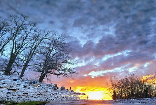 Paysage d’arbres au coucher du soleil évoquant les racines familiales et les liens transgénérationnels