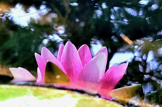 lotus Fleur de lotus sur l’eau évoquant la détente profonde et l’harmonisation du corps et des émotions