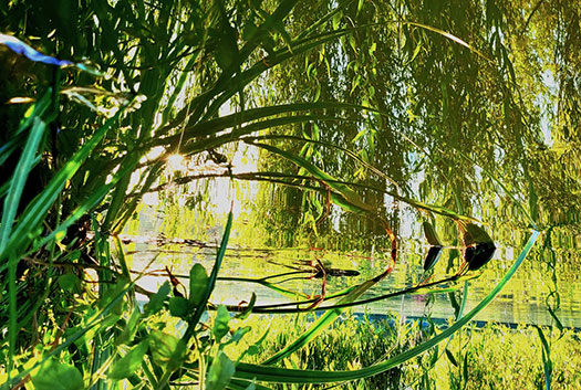 roseaux Lumière traversant la végétation au bord de l’eau, évoquant l’apaisement et le cheminement intérieur