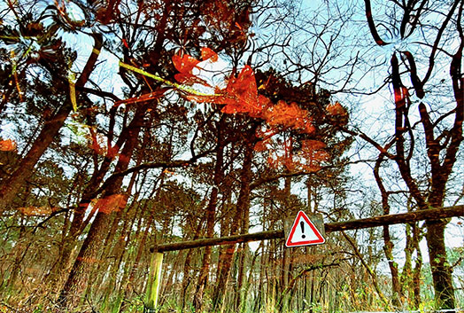 Chemin forestier avec panneau d’attention évoquant la prise de recul et le cadre professionnel en supervision thérapeutique